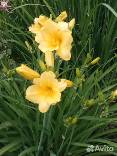 Лилейники желтые, оранжевые, брусничные