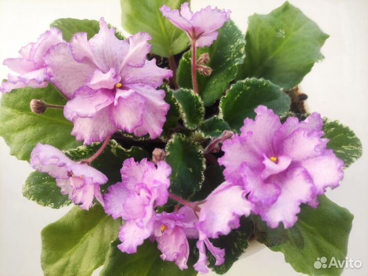 Фиалки пестролистные