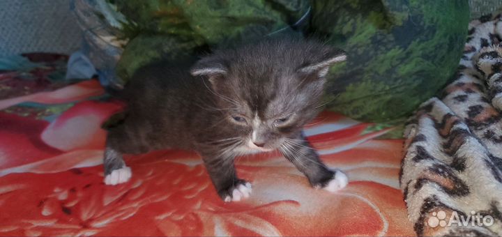 Кошки в добрые руки