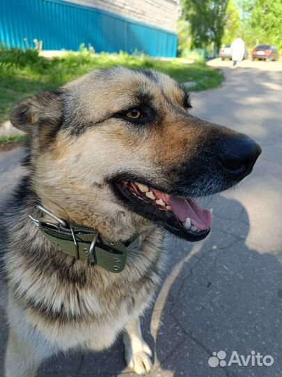 Овчарка метис