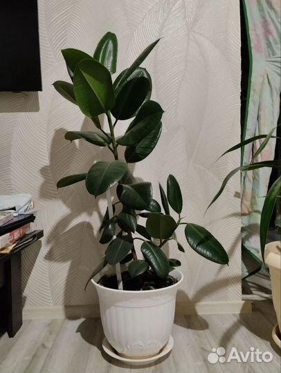 Фикус бенжамина,эластика, пандаус,каланхое, толстя