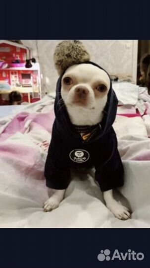 Вязка кобель чихуахуа