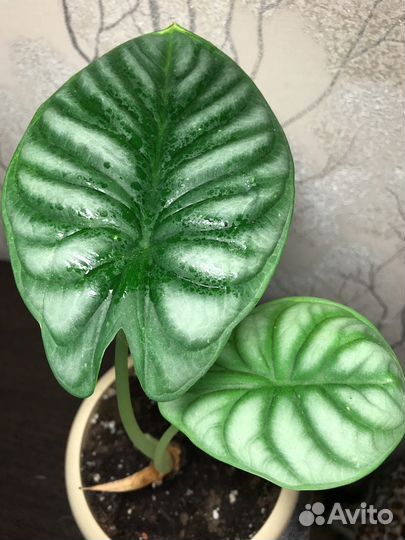 Нематантус тропикана, Алоказии