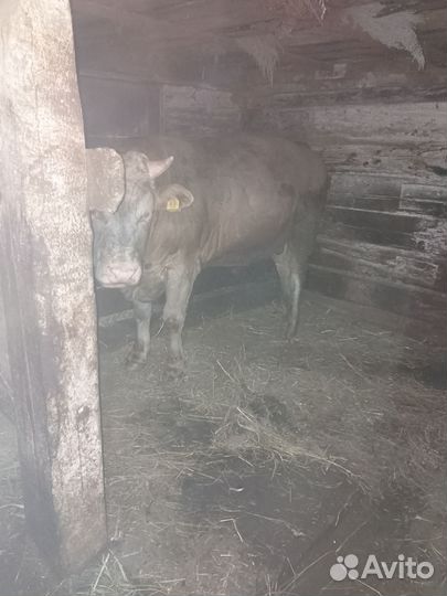 Бык на племя