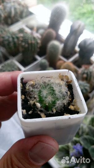 Кактус Маммиллярия плюмоза