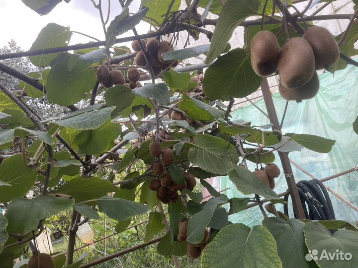 Саженцы киви хейворд