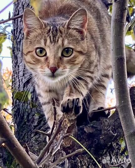 Кошечка мышеловка ищет дом