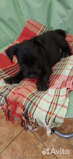 Цвергшнауцер помесь