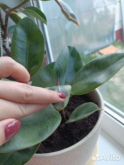 Фикус Шривериана