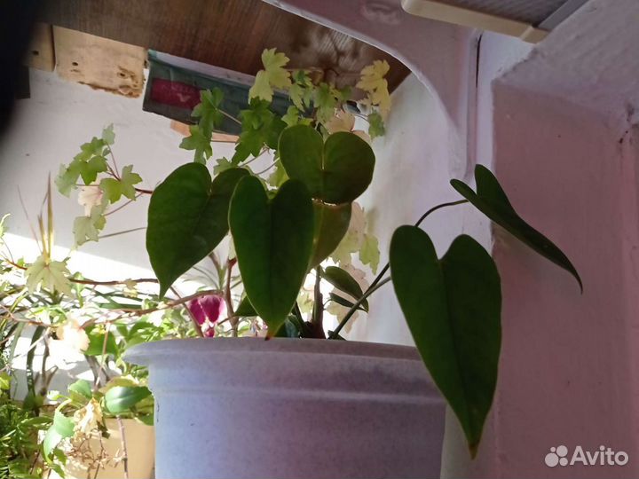 Оксалис, гипоэстес, традесканции, дерево любви