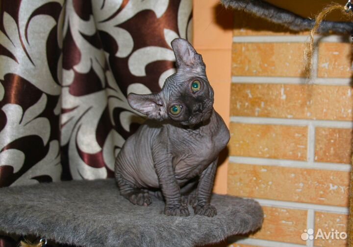 Канадский сфинкс Эльф