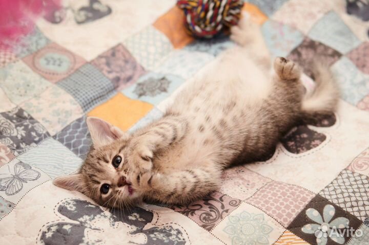 Котенок девочка в дар