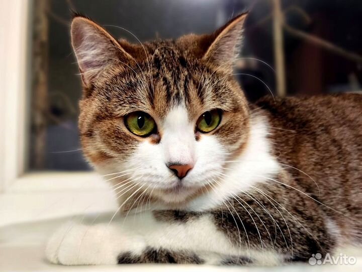 Молодая кошечка