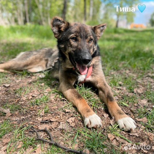 Небольшая собачка из приюта