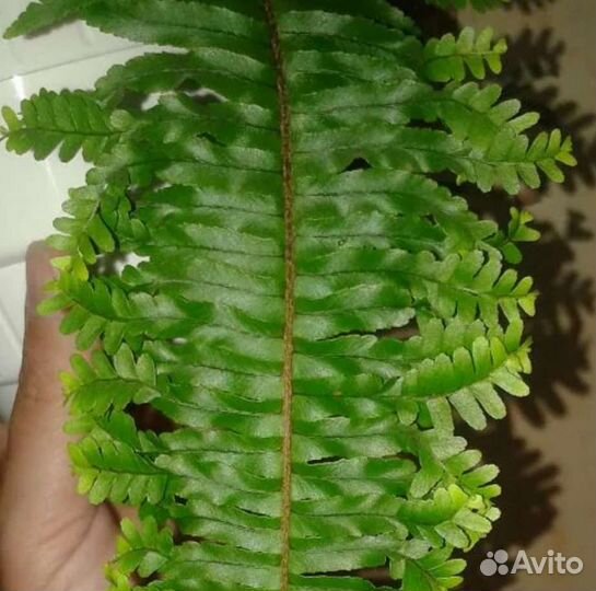 Папоротник нефролепис