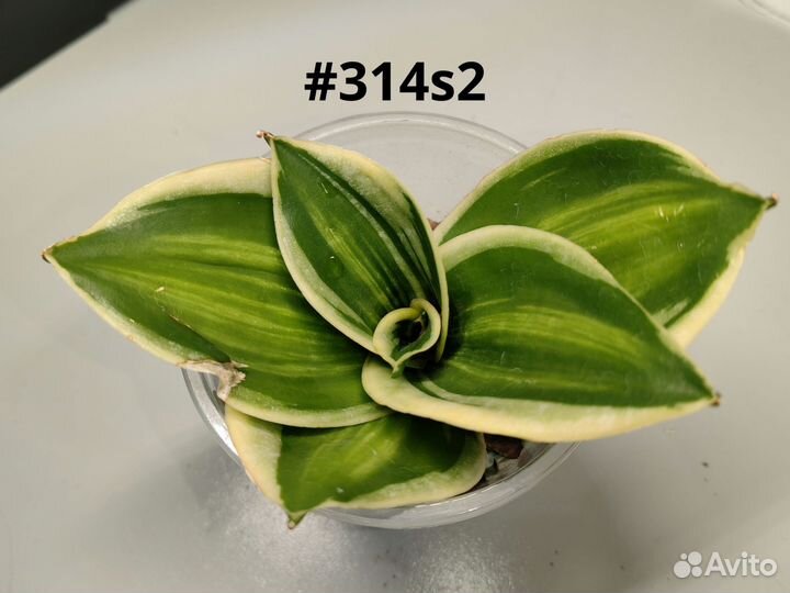 Сансевиерии разные