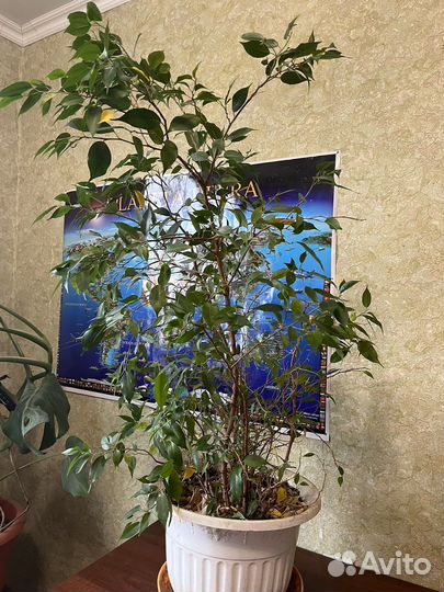 Фикус бенджамина