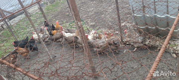 Куры Билефельдер, леггорнпарц, Синь Дянь, Маран