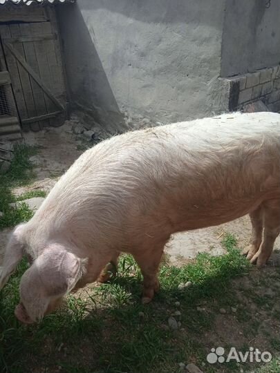 Хряк на племя