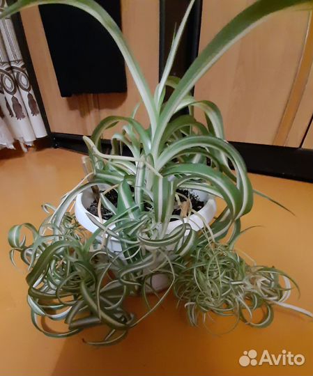 Хлорофитум кудрявый