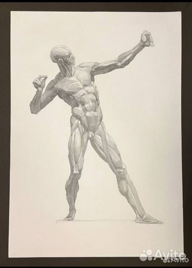 Экорше. Академический рисунок