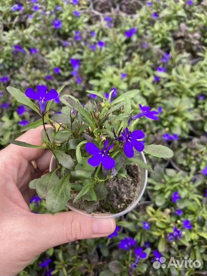 Рассада петунии