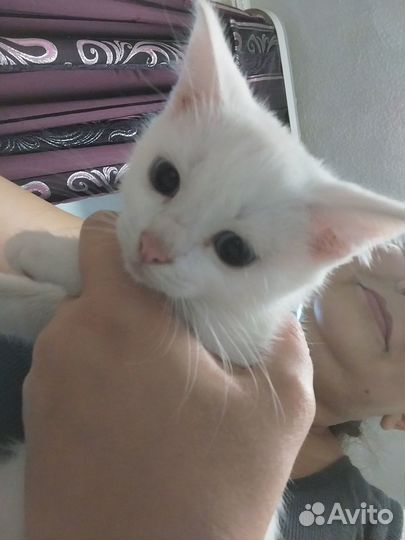 Котята Као Мани