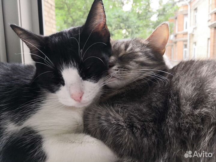 Вибрисы(усы) кошачьи