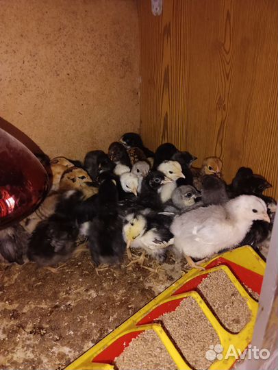 Цыплята разных пород
