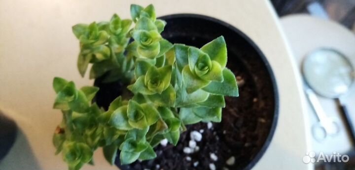 Суккуленты комнатные