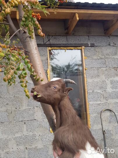 Козел ламанча