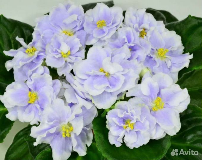 Сортовые фиалки