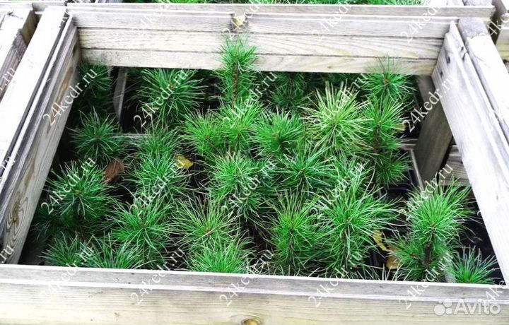 Саженцы кедра