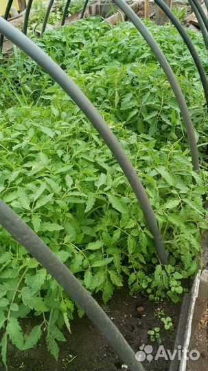 Рассада помидор