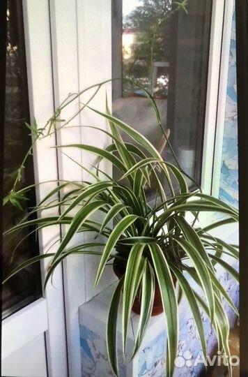 Традесканция зебрина,бальзамин,хлорофитум