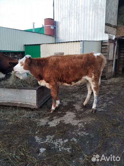 Телёнок (тёлка)