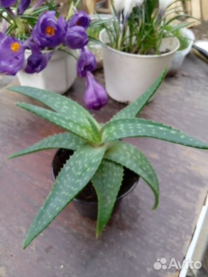 Алоэ Пиланса