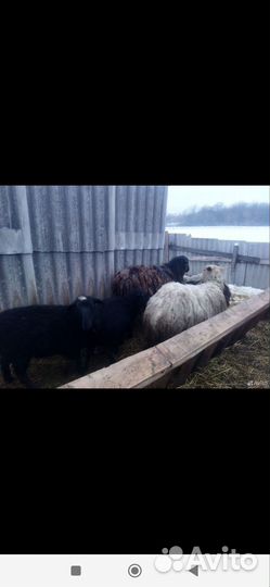 Продам ярку котную