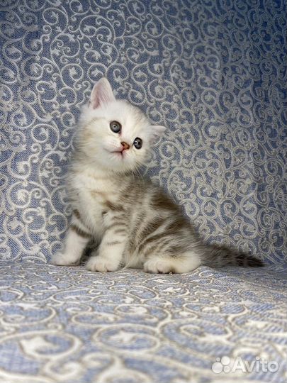 Кошечка