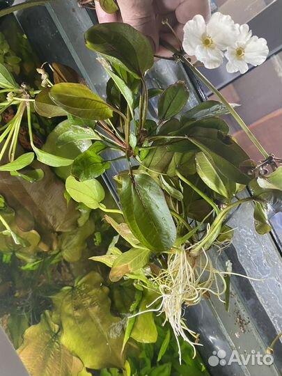 Эхинодорус цветущий