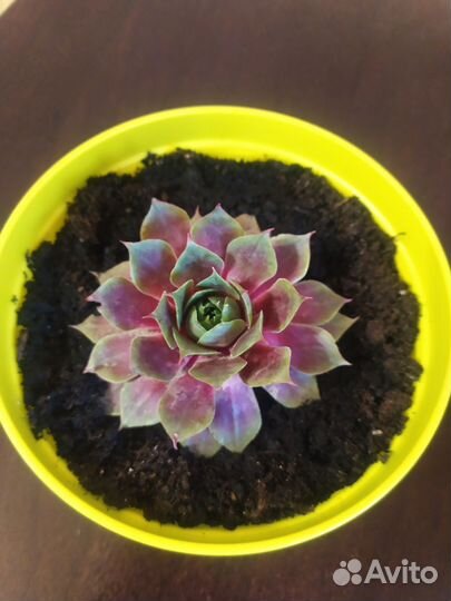 Молодило - каменная роза