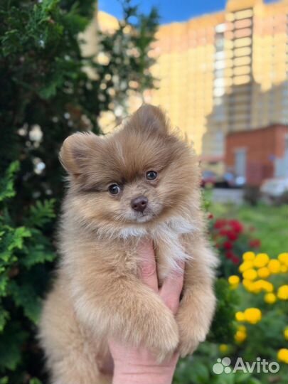 Щенки померанского шпица