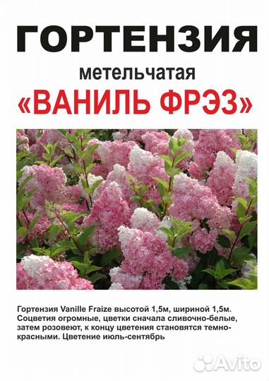 Саженцы сибирские