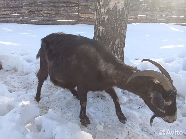 Молодые петухи семь штук