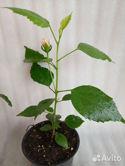 Гибискусы махровые