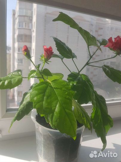 Гибискус китайская роза