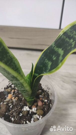 Сансевиерия футура суперба, манолин