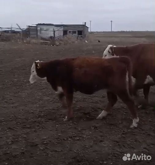 Телки 2024 года