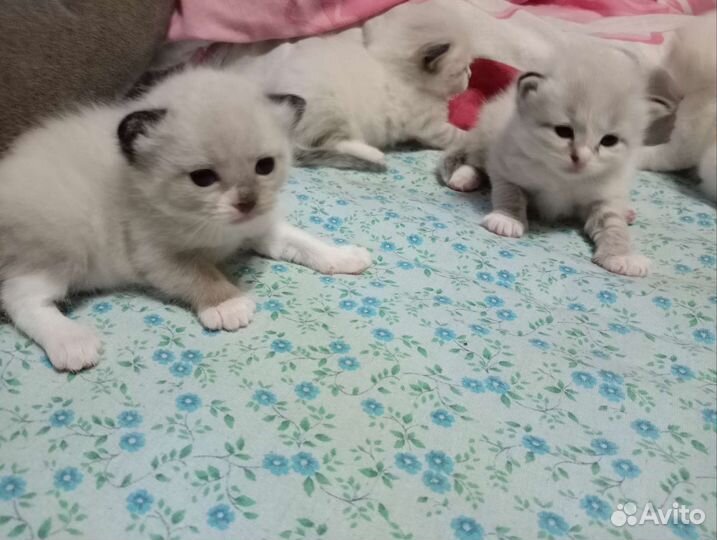Котята в очень добрые руки