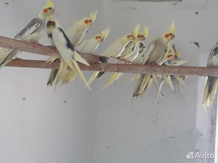 Продаю попугаев и животных оптом разных видов(волн